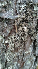 Lecanoromycetes