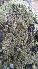 Lecanoromycetes