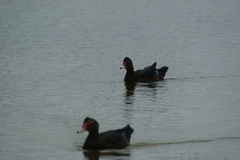 Cairina moschata domestica