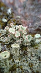 Cladonia