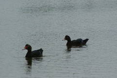 Cairina moschata domestica
