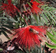 Calliandra hirsuta
