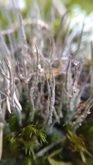 Cladonia