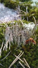 Cladonia