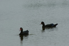 Cairina moschata domestica