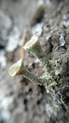 Cladonia