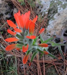 Castilleja nervata