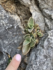 Lenophyllum guttatum