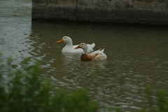 Anas platyrhynchos domesticus