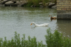 Anas platyrhynchos domesticus