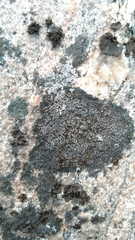 Lecanoromycetes