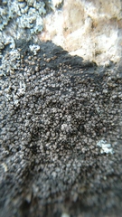 Lecanoromycetes
