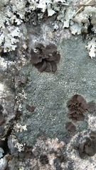 Lecanoromycetes