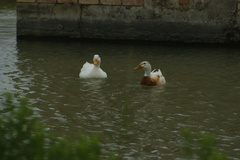 Anas platyrhynchos domesticus