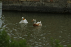 Anas platyrhynchos domesticus