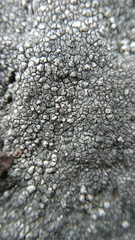 Lecanoromycetes