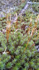 Polytrichum