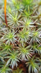 Polytrichum