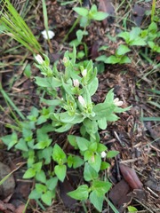 Spigelia hedyotidea