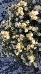 Ericameria cuneata macrocephala