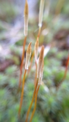 Polytrichum