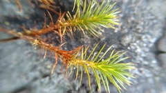 Polytrichum