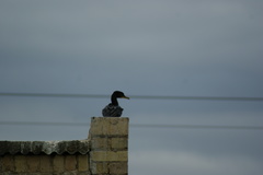 Phalacrocoracidae