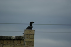 Phalacrocoracidae