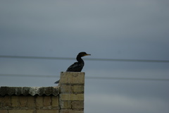 Phalacrocoracidae