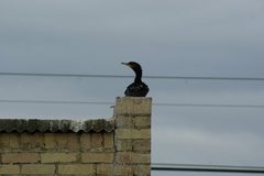 Phalacrocoracidae