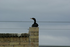 Phalacrocoracidae