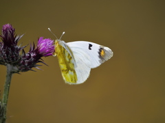 Zegris eupheme
