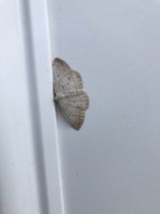 Lomographa glomeraria