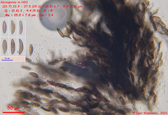 Rosellinia subsimilis