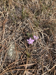 Phlox alyssifolia