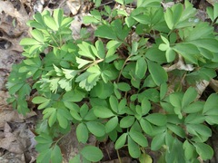 Corydalis pumila
