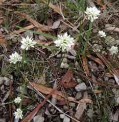 Cyperus seslerioides