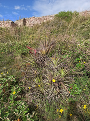Tillandsia secunda