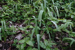 Allium decipiens quercetorum