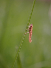 Coccidiphila gerasimovi