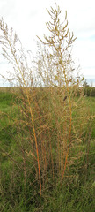Chenopodium quinoa