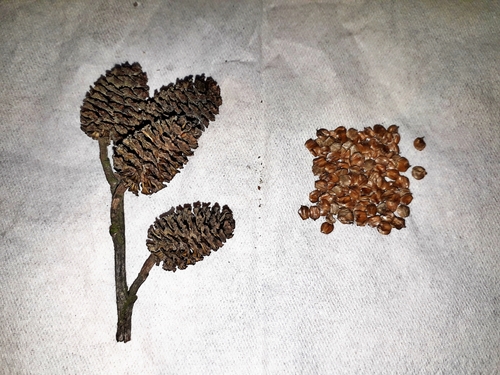 Alnus subcordata, photograph 5