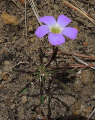 Oxalis hernandesii