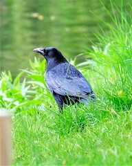 Corvus corone