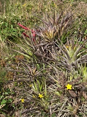 Tillandsia secunda