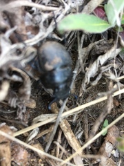 Lethrus apterus