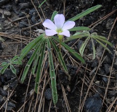 Oxalis hernandesii