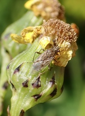 Nysius graminicola