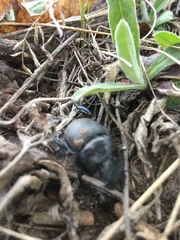 Lethrus apterus