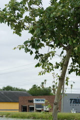 Platanus mexicana